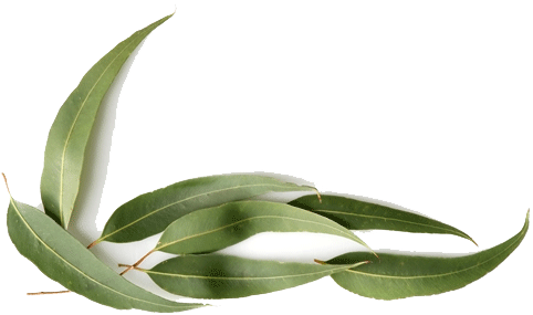 Eucalyptus Gully Gum (Eucalyptus Smithii) Essential Oil