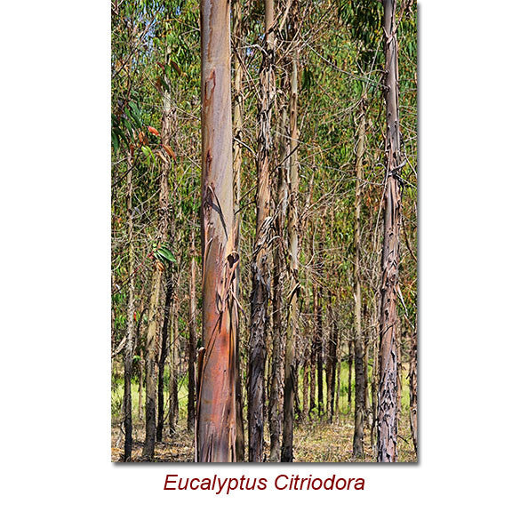 Eucalyptus Lemon Organic (Eucalyptus Citriodora Organic) Essential Oil