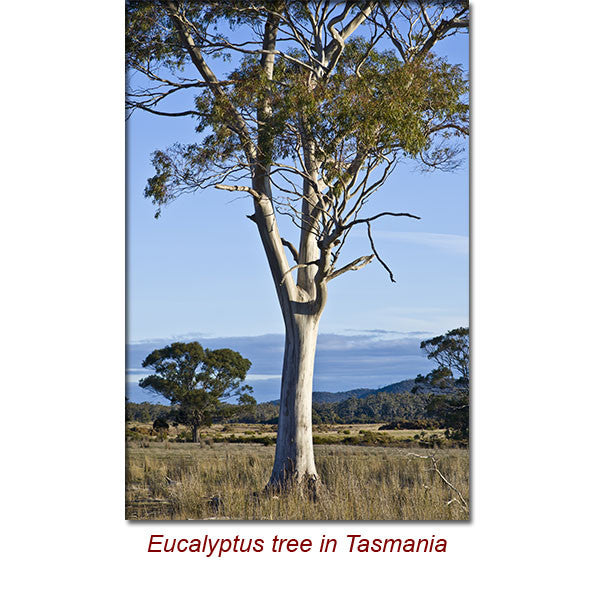 Eucalyptus Dives Essential Oil