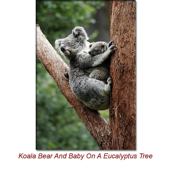 Eucalyptus Globulus (Blue Gum) Essential Oil