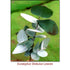 Eucalyptus Globulus (Blue Gum) Essential Oil