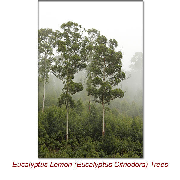 Eucalyptus Lemon (Eucalyptus Citriodora) Essential Oil