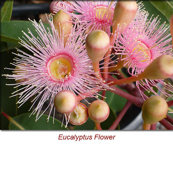 Eucalyptus Radiata (Narrow Leaf) Essential Oil