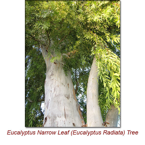 Eucalyptus Radiata (Narrow Leaf) Organic Essential Oil