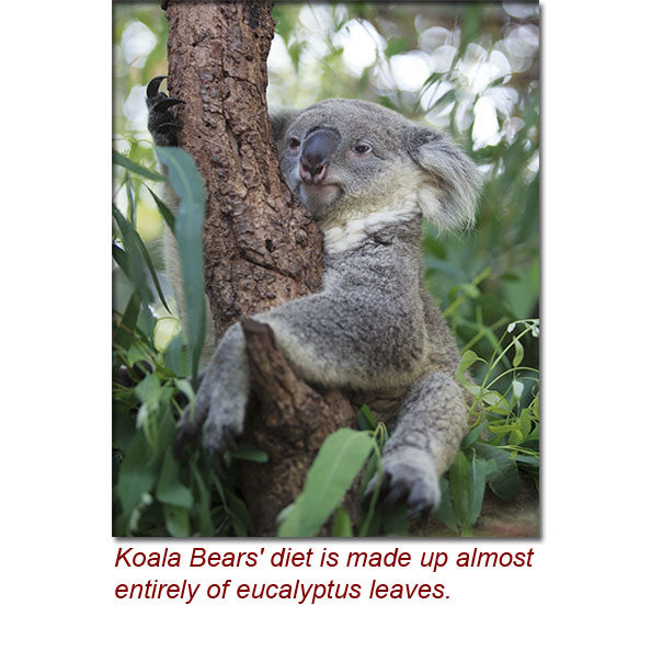 Eucalyptus Gully Gum (Eucalyptus Smithii) Essential Oil