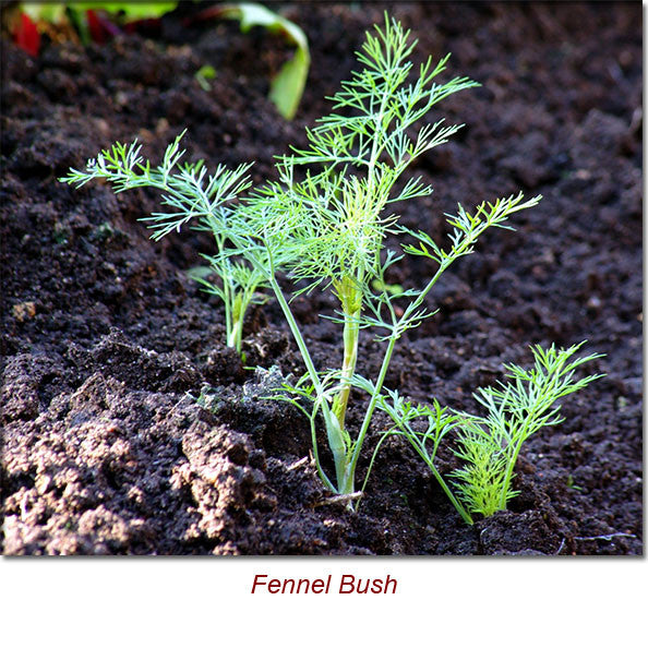 Fennel Sweet Essential Oil