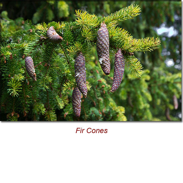 Fir Needle Essential Oil