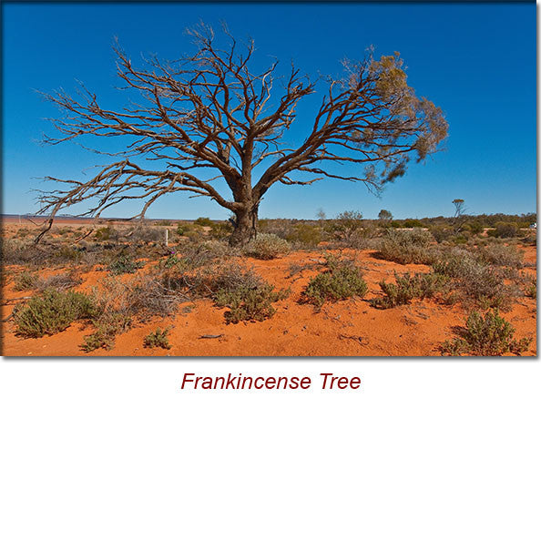 Frankincense Essential Oil