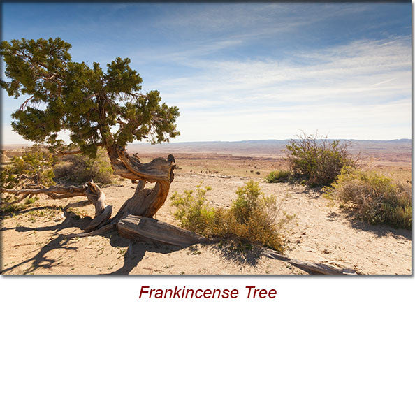 Frankincense (France) Essential Oil