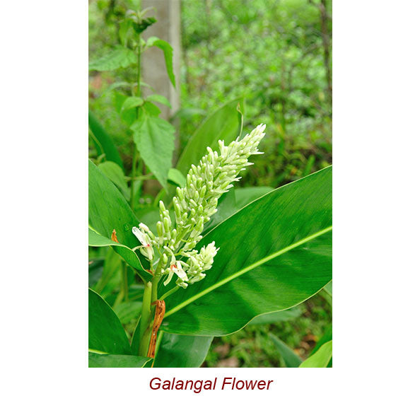 Galangal Essential Oil