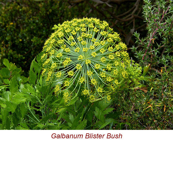 Galbanum Essential Oil