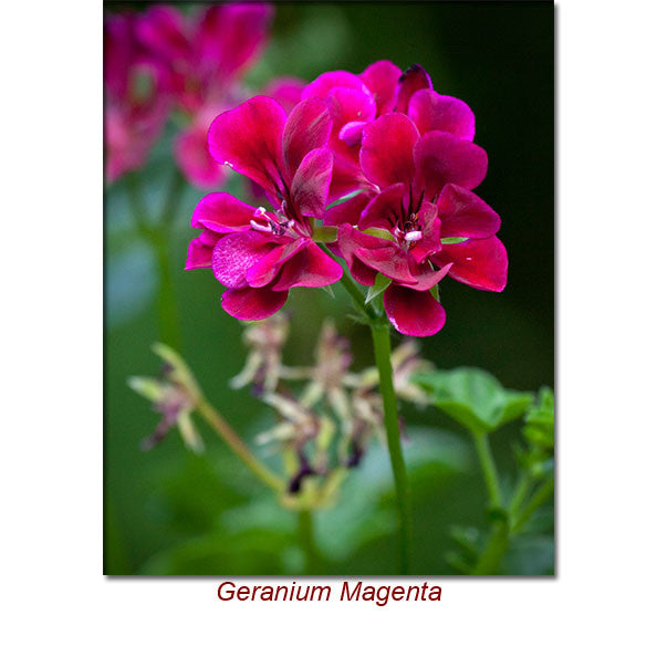 Geranium Organic Essential Oil