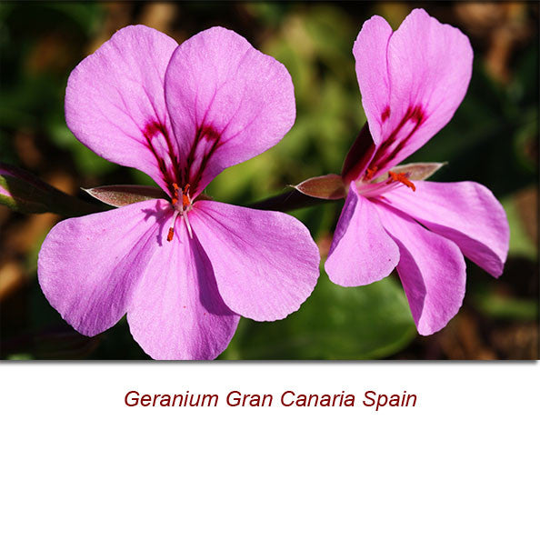 Geranium Organic Essential Oil