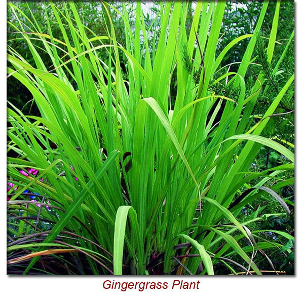 Gingergrass Essential Oil