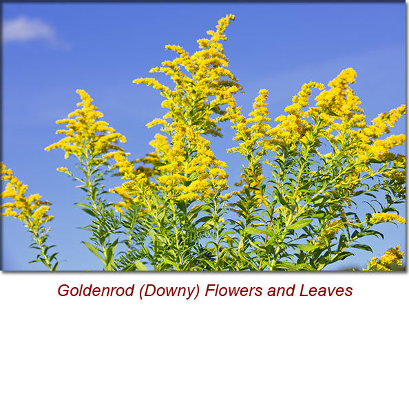 Goldenrod (Downy) Organic Essential Oil -5 ml