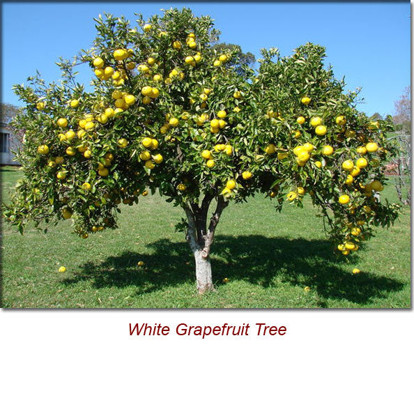 Grapefruit White Essential Oil