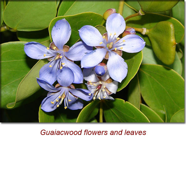 Guaiacwood (Semi-Solid) Essential Oil