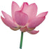 Lotus Pink Absolute Essential Oil