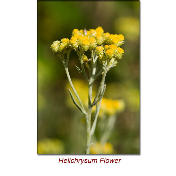 Helichrysum (African) Wild Crafted Essential Oil