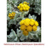 Helichrysum (African) Wild Crafted Essential Oil