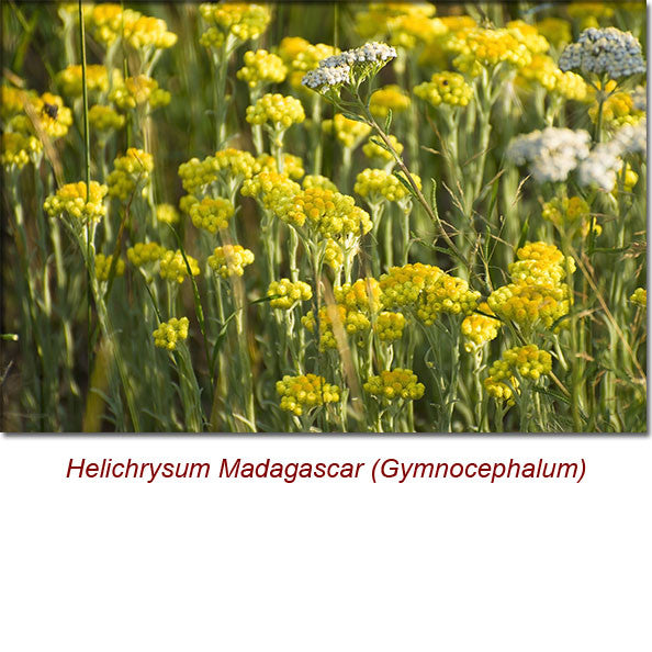 Helichrysum Gymnocephalum (Madagascar) Wild Crafted Essential Oil