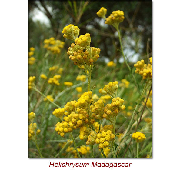 Helichrysum Gymnocephalum (Madagascar) Wild Crafted Essential Oil