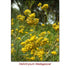 Helichrysum Gymnocephalum (Madagascar) Wild Crafted Essential Oil