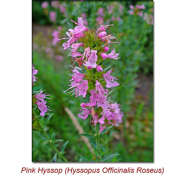 Hyssop Essential Oil