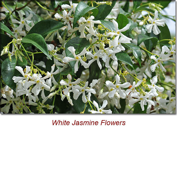 Jasmine Absolute Essential Oil