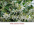 Jasmine Absolute Essential Oil