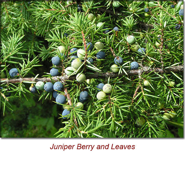 Juniper Berry Organic Essential Oil