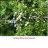 Juniper Berry Essential Oil