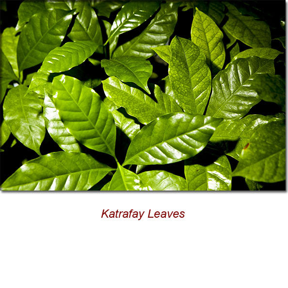 Katrafay Wild Crafted Essential Oil