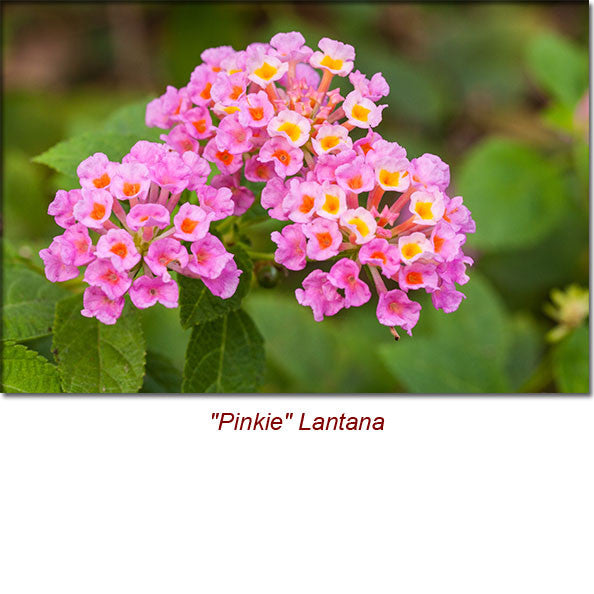 Lantana Camara Wild Crafted Essential Oil