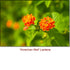 Lantana Camara Wild Crafted Essential Oil