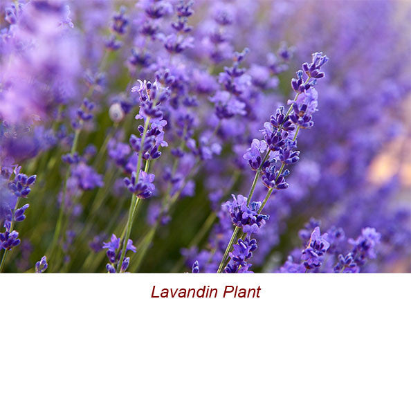 Lavandin Organic Essential Oil