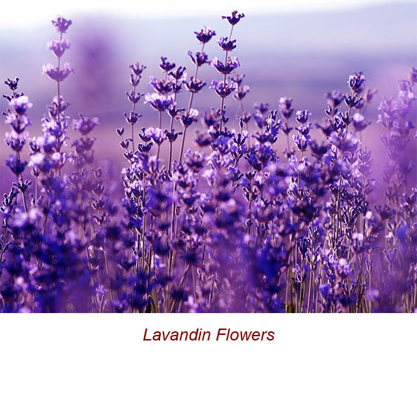 Lavandin Organic Essential Oil