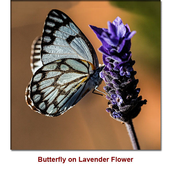 Lavender French Essential Oil