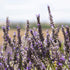 Lavender Fine Population Essential Oil