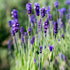 Lavender Fine Population Essential Oil