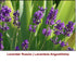 Lavender Russia Essential Oil