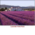 Lavender Russia Essential Oil