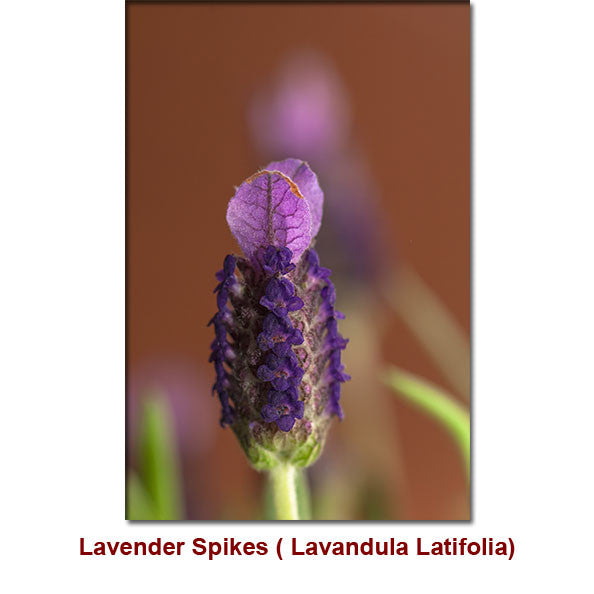 Lavender Spike Organic Essential Oil