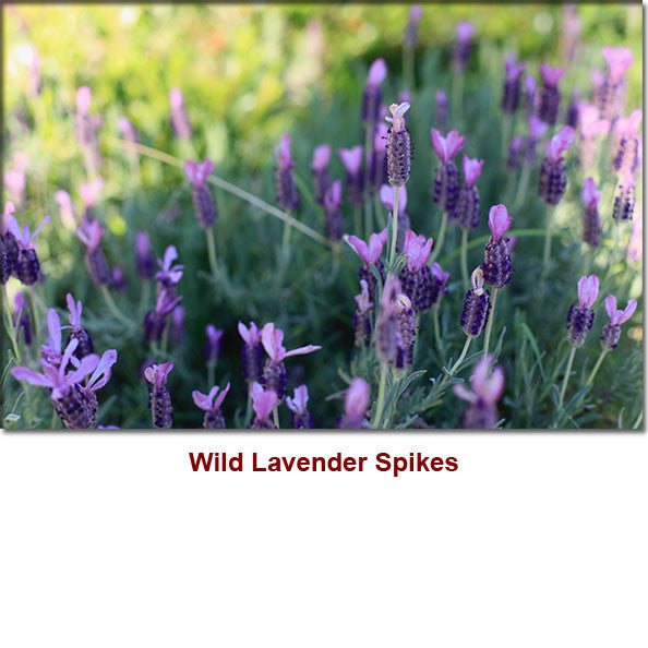 Lavender Spike Organic Essential Oil