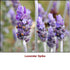 Lavender Spike Organic Essential Oil