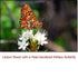 Ledum (Labrador Tea) Organic Essential Oil