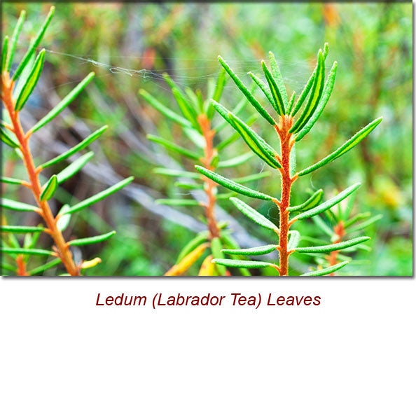 Ledum (Labrador Tea) Organic Essential Oil