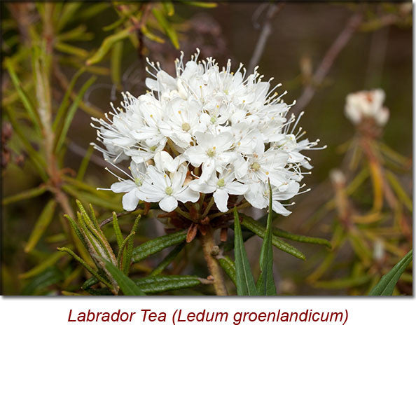 Ledum (Labrador Tea) Organic Essential Oil