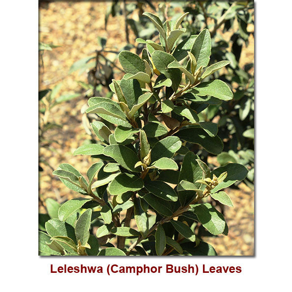 Leleshwa Wild Crafted Essential Oil