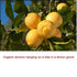 Lemon Organic Essential Oil